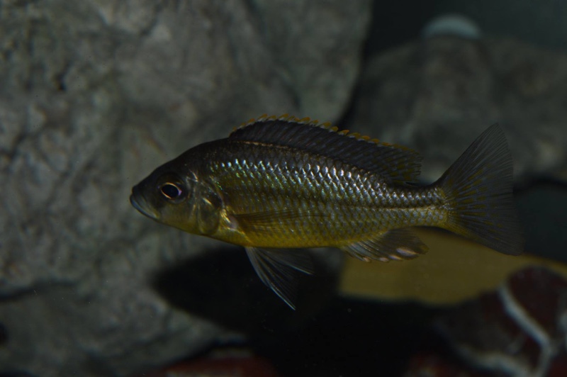 'Hemitaeniochromis' sp. 'spilopterus yellow'